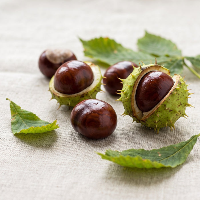 Castaño de Indias concentrado