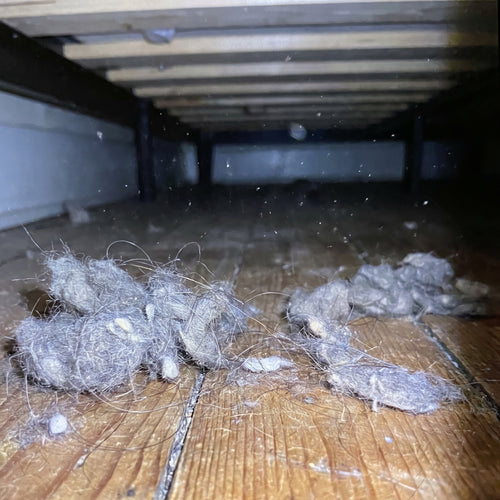 Migas, pelos y polvo en el suelo de casa