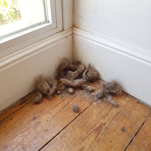 Migas, pelos y polvo en el suelo de casa